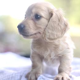 Dachshund Puppies from Prima Dachshunds