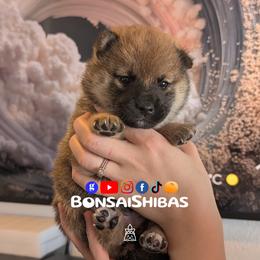 NAMI - Red female Shiba Inu puppy in Minnesota from BonsaiShibas