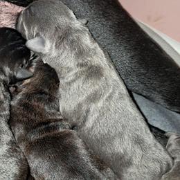 Boy 5 - Gray male Cane Corso puppy in Clarksburg, West Virginia from West By God Virginia Cane Corso