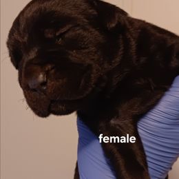 Girl 1 - Black female Cane Corso puppy in Pomona Park, Florida from Noble Guard Cane Corso