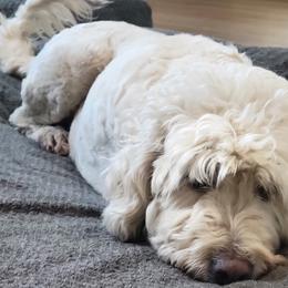 Tinkle - Goldendoodle