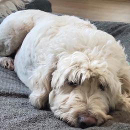 Tinkle - Goldendoodle