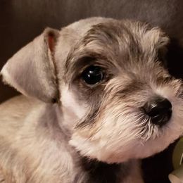 Miniature Schnauzers from Cuddle Puddles Schnauzers