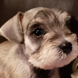 Miniature Schnauzers from Cuddle Puddles Schnauzers