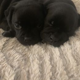 Staffordshire Bull Terrier Puppies from Ol'Wood Staffords