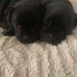 Staffordshire Bull Terrier Puppies from Ol'Wood Staffords