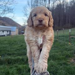 Boy 2 - Apricot male Double Doodle puppy in Jonesborough, Tennessee from Dry Creek Siberians
