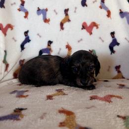 Blue collar - Brindle male Dachshund puppy in Willow Springs, Missouri from Krazy Acre Farm