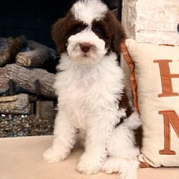 Jude - Brown and white male Aussiedoodle puppy in Allen, Texas from Calena’s Doodles