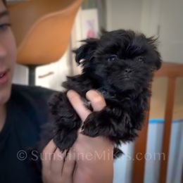 Sunshine Mi-Ki's Jack - Black Mi-Ki puppy in Fort Myers Beach, Florida from Sunshine Mi-Ki's