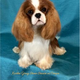 Cavalier King Charles Spaniel Puppies from Carol Rose's Cavalier King Charles Spaniel