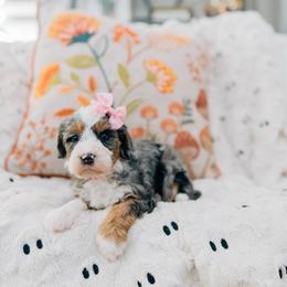 Candy Cane - Merle female Bernedoodle puppy in Murray, Utah from Sun Valley Doodles