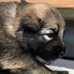 Padme' - Black and cream female Shiloh Shepherd puppy in Anza, California from Stunning Shiloh Shepherds