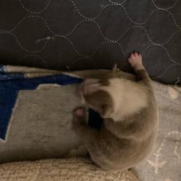 Macgillicuddy - Lilac male Boston Terrier puppy in Brick Township, New Jersey from Nettles Nuggets