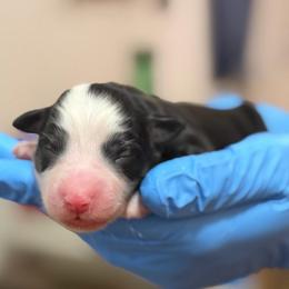 Pink collar - Black tri female Miniature American Shepherd puppy in Pueblo West, Colorado from Bear River Ranch LLC