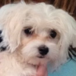Snowball - Maltese