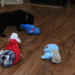 Poodle Puppies from RK'S Pets