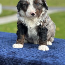 Bentley - Blue merle male Bernedoodle puppy in Sugarcreek, Ohio from Cuddly Companion Doodles