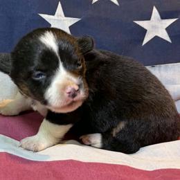 Male 3 - Black and white male American Corgi puppy in Portland, North Dakota from Sliding stop corgis