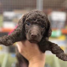 Maple - Brown female Poodle puppy in Cleveland, Texas from Jolley Poodles