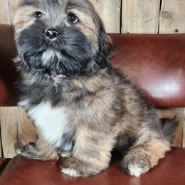 Tink - Brown female Lhasa Apso puppy in Jefferson, New York from Absolute Lhasa Love