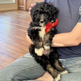 Fajita - Tri-color male Bernedoodle puppy in Roy, Utah from Doodles are Amazing