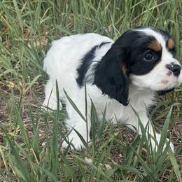 Cavalier King Charles Spaniel Puppies from Queen City Cavaliers