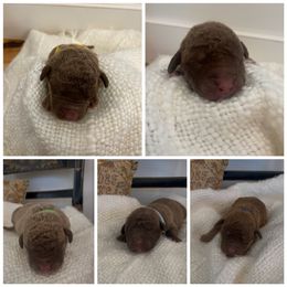 Chesapeake Bay Retriever Puppies from Texas Traditions