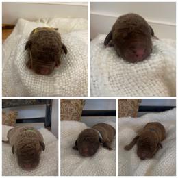 Chesapeake Bay Retriever Puppies from Texas Traditions
