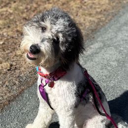 Evie - Goldendoodle