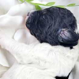 Bernedoodle Puppies from St. Louis Doodle Ranch