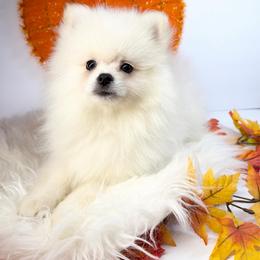 Dembele - White male Pomeranian puppy in Los Angeles, Santa Clarita, California from LT_Poms