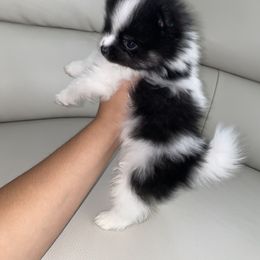 Pomeranian Puppies from Furever Blessed