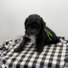 Boy 2 - Black and tan male Cavapoo puppy in Maryville, Missouri from Rolling Acres Doodles and Poodles