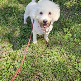 El - Bichon Frise