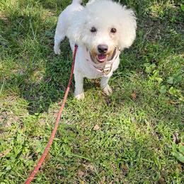 El - Bichon Frise