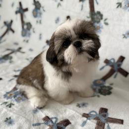 Benny - Gold and white male Shih Tzu puppy in Shawnee, Oklahoma from Black Velvet Shih Tzu