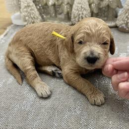 Eggnog (Yellow Collar) - Apricot male Goldendoodle puppy in Bay City, Texas from Charming Doods