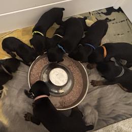 Doberman Pinscher puppies from Jossie J's Dobermans