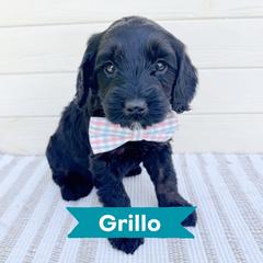 Grillo - Black male Australian Labradoodle puppy in Harrisonville, Missouri from Blessed Day Doodles