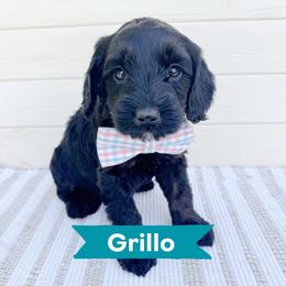 Grillo - Black male Australian Labradoodle puppy in Harrisonville, Missouri from Blessed Day Doodles