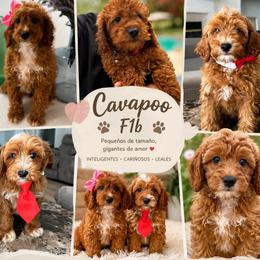 Goldendoodle puppies from Honey Blossom Doodles