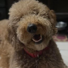 Luah - Goldendoodle