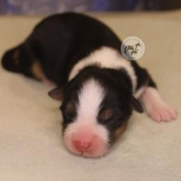 Lalah - Black tri-color female Australian Shepherd puppy in Colorado Springs, Colorado from Dawn 2 Dusk Ranch