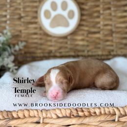 Shirley Temple - Red female Bernedoodle puppy in Murrieta, California from Brookside Bernedoodles