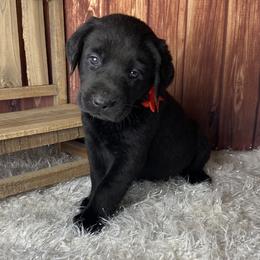 Romeo - Black male Labrador Retriever puppy in Newmanstown, Pennsylvania from Royalty Retrievers