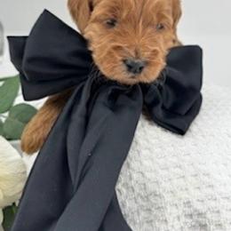 Boy 3 - male Goldendoodle puppy in Aurora, Illinois from Chicago Goldendoodles