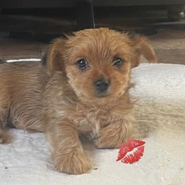 Storm - Chocolate female Morkie puppy in Taylorsville, North Carolina from Mountain Top Hot Tailz