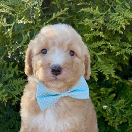 Grumpy - Cream male Aussiedoodle puppy in Denton, Maryland from Royal Conron Doodles