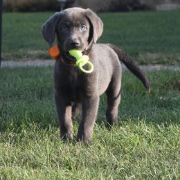 Dilute Retriever Puppies from Royalty Retrievers